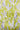 Lime fForal  $35/m